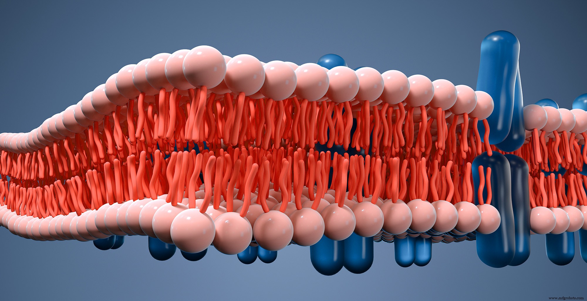 Geavanceerde Voorspelling van Biomembraan Permeabiliteit met COSMOperm