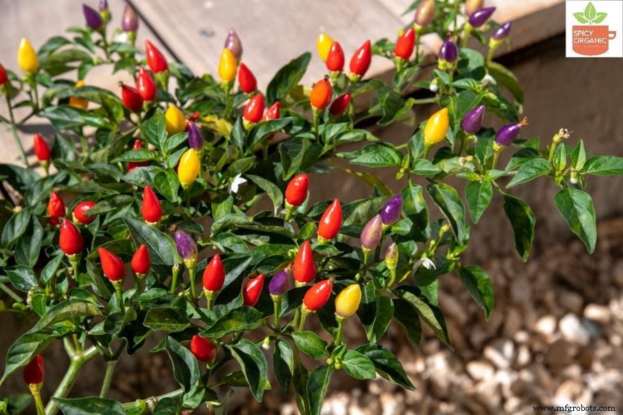 Hoe Rode Paprika en Rode Chili Poeders Verschillen: Een Uitgebreide Gids