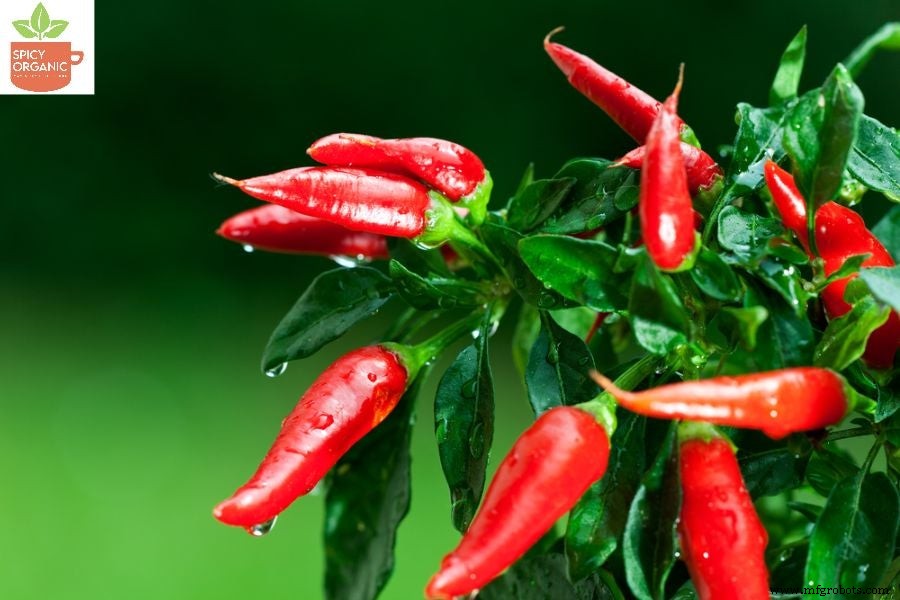 Hoe Rode Paprika en Rode Chili Poeders Verschillen: Een Uitgebreide Gids