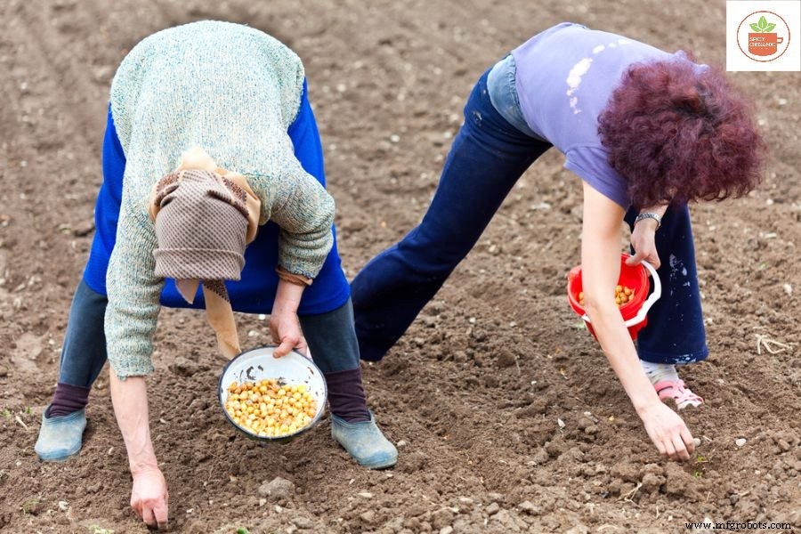 Waarom Biologische Uien Kweken Uit Zaden Een Slimme Keuze Is