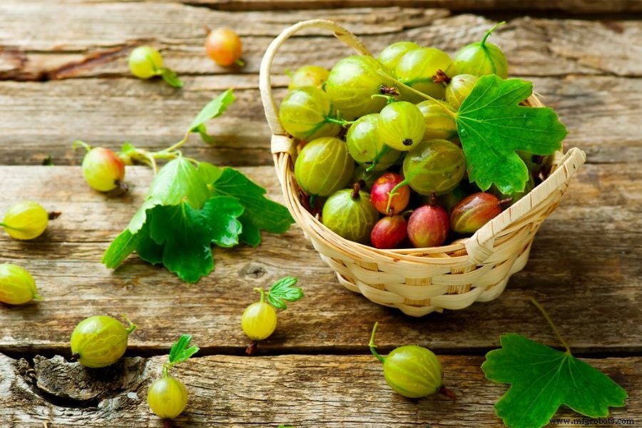 11 Bewezen Gezondheidsvoordelen van Biologische Amla (Kruisbes) Poeder