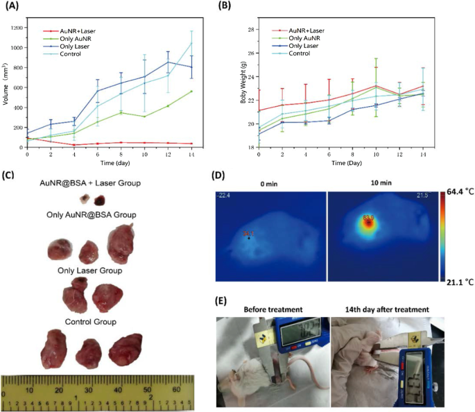 Bovine Serum Albumine-Gecoate Goudnanostaven Stellen Lage-Dosis NIR-II Fotothermale Therapie Toe