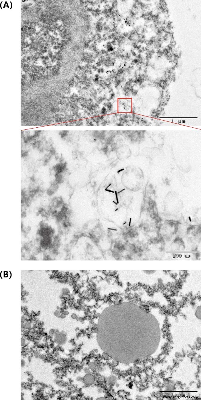 Bovine Serum Albumine-Gecoate Goudnanostaven Stellen Lage-Dosis NIR-II Fotothermale Therapie Toe