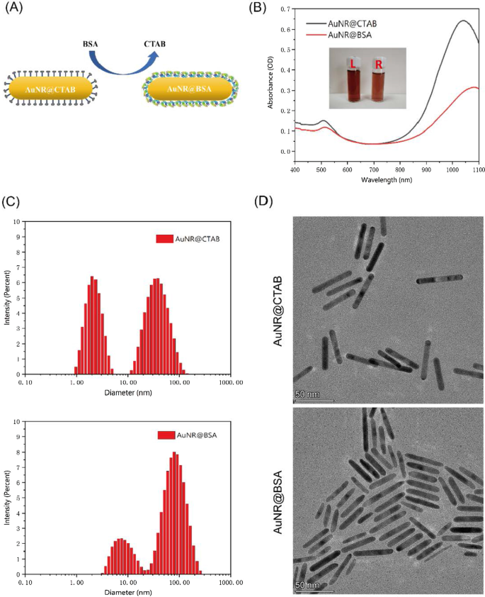 Bovine Serum Albumine-Gecoate Goudnanostaven Stellen Lage-Dosis NIR-II Fotothermale Therapie Toe