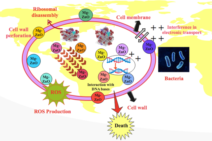 Verbeterde fotokatalytische en antimicrobiële prestaties van Mg-gedote ZnO nanoroden: Structuurkarakterisatie en moleculaire docking inzichten