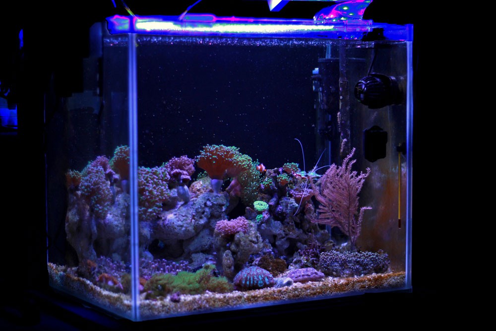 DIY LED Aquariumverlichting voor Plantenaquariums: Complete Gids