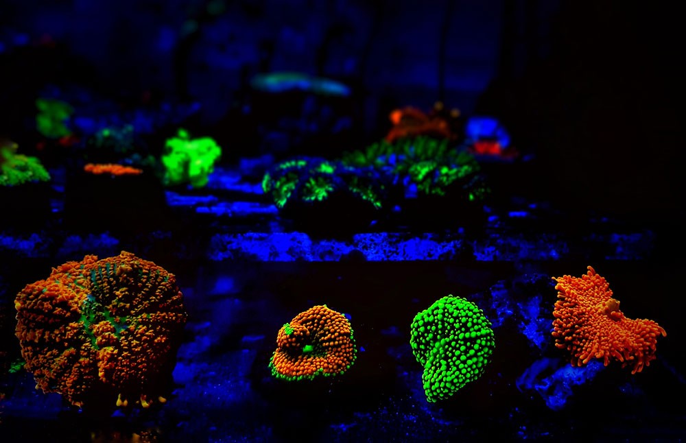 DIY LED Aquariumverlichting voor Plantenaquariums: Complete Gids